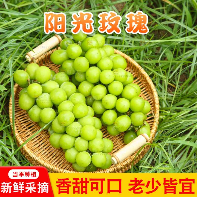 手里拿着阳光玫瑰