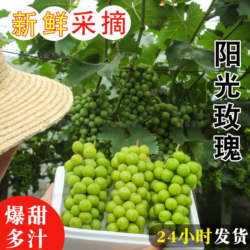 手里拿着阳光玫瑰