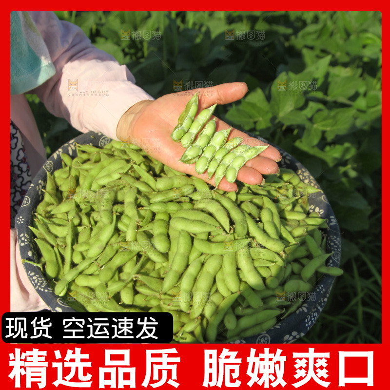 手里拿着现摘毛豆