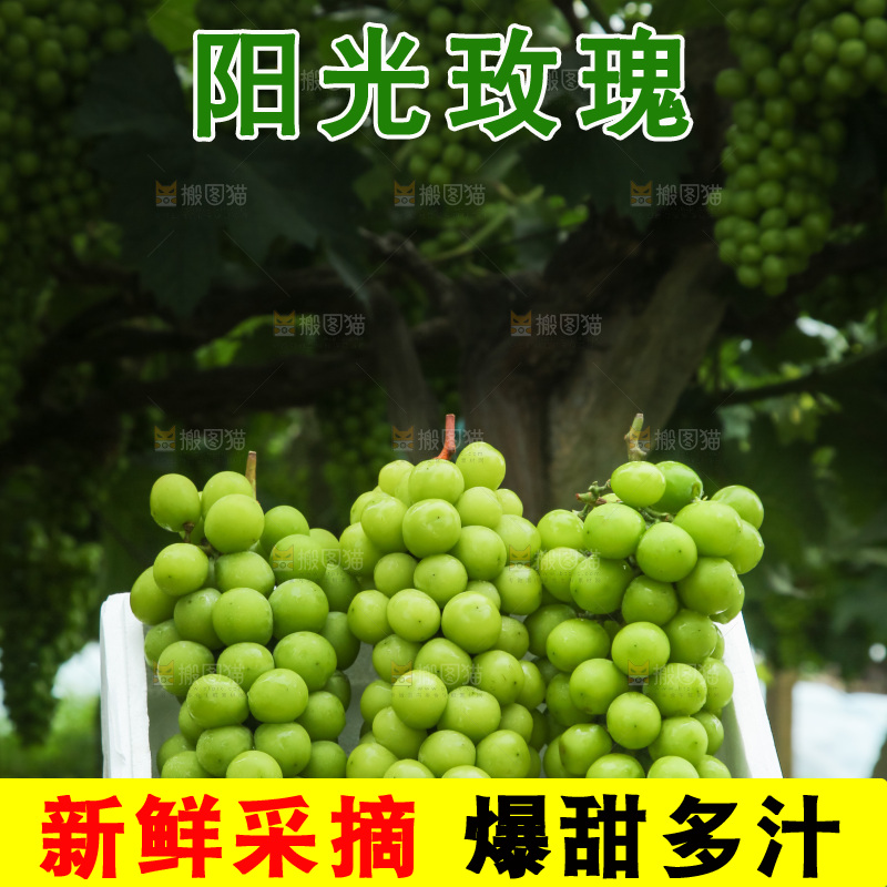 手里拿着阳光玫瑰