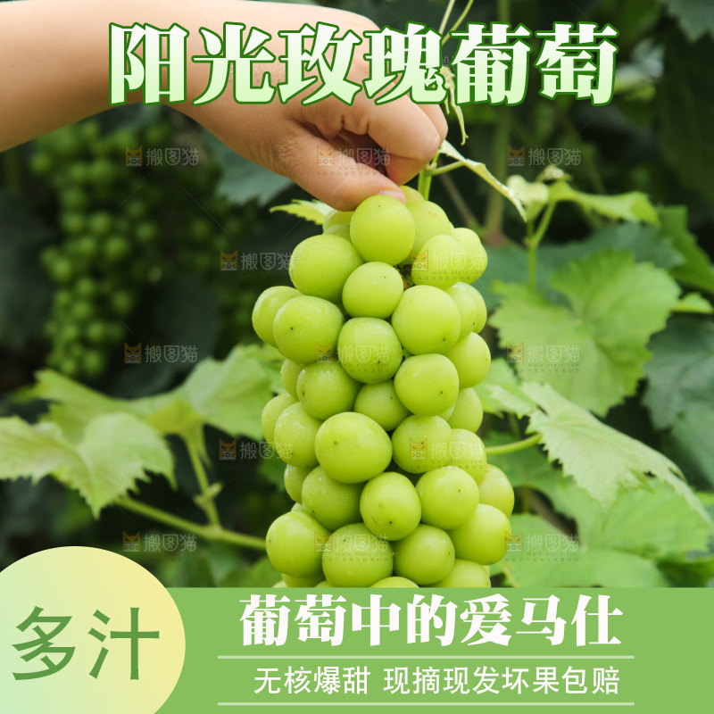 手里拿着阳光玫瑰