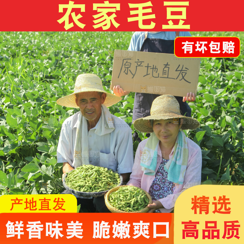 手里拿着现摘毛豆
