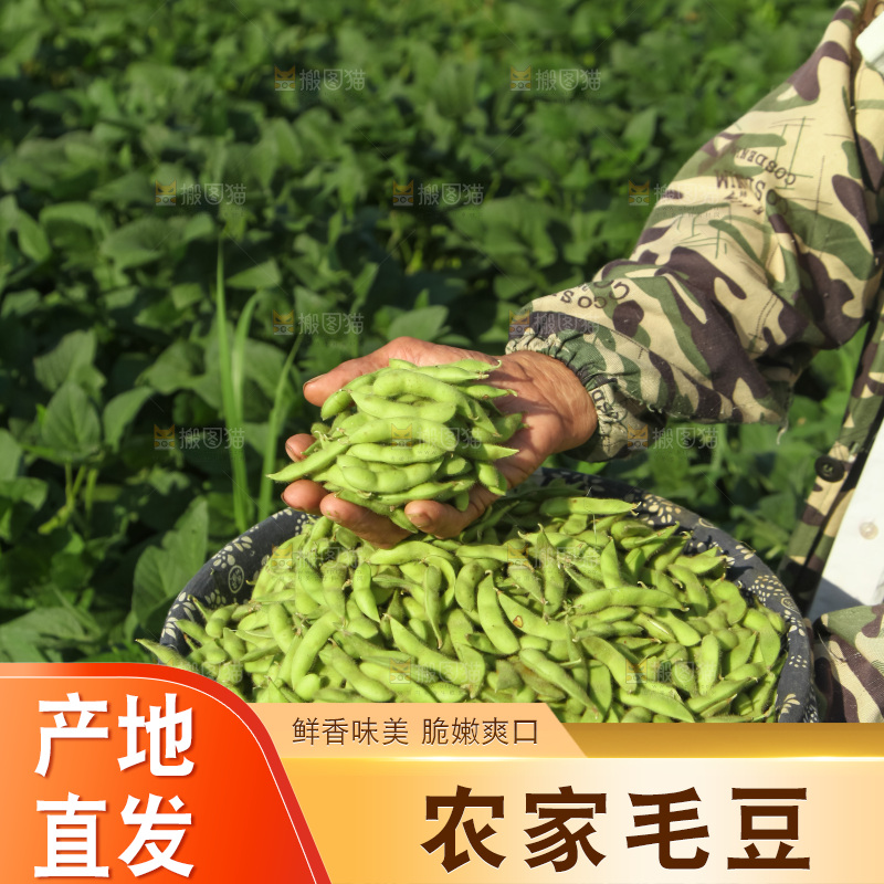 手里拿着现摘毛豆