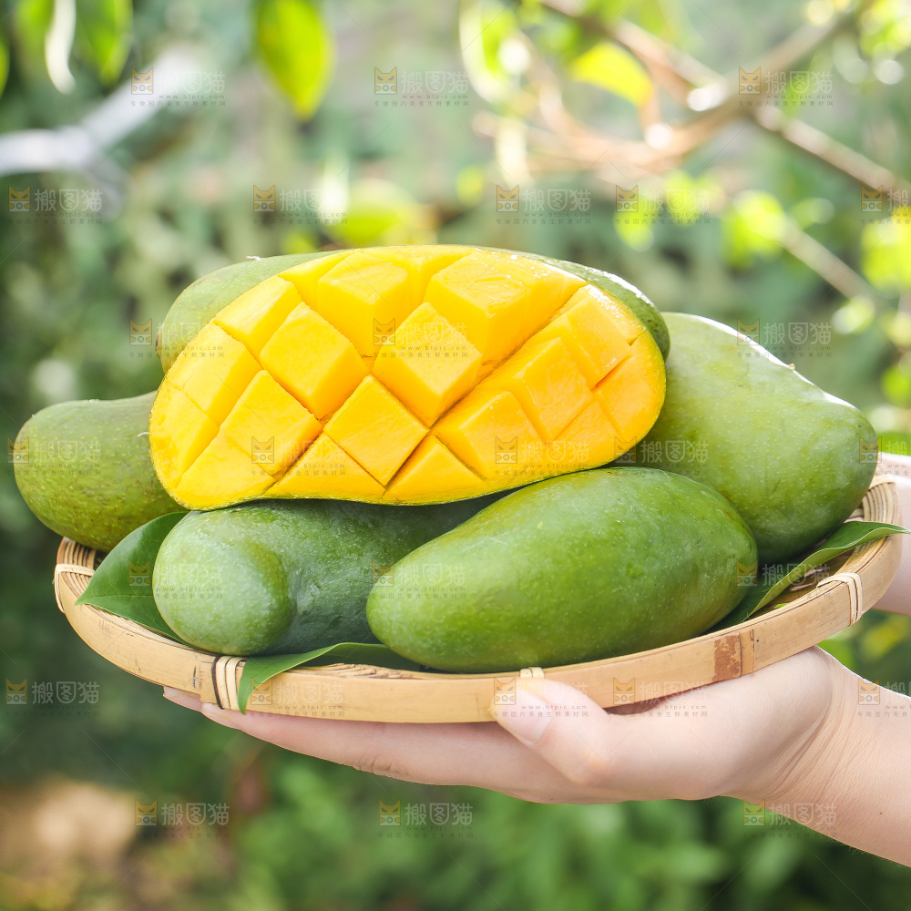 浅底上的桂七芒