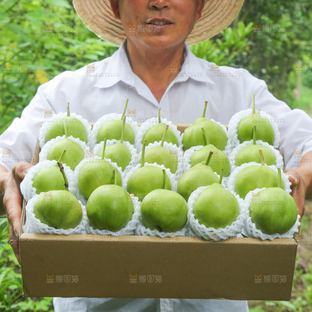 手里拿着早酥梨