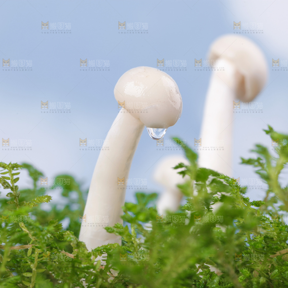 深底上的海鲜菇