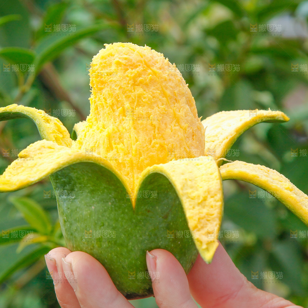 深底上的桂七芒