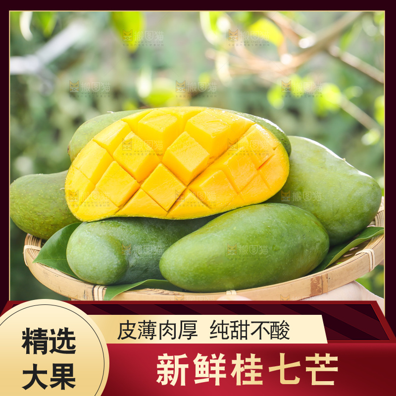 浅底上的桂七芒