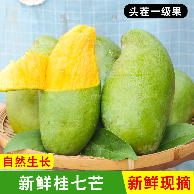 浅底上的桂七芒