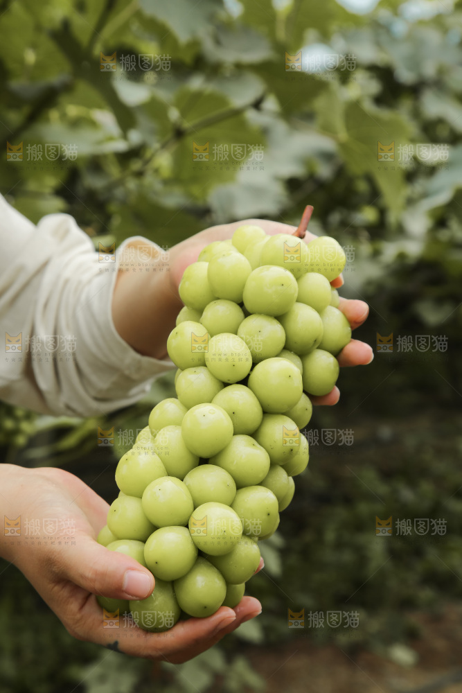 手里拿着水晶葡萄