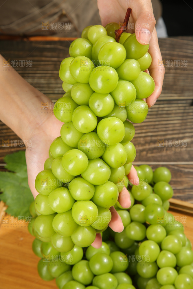 阳光玫瑰