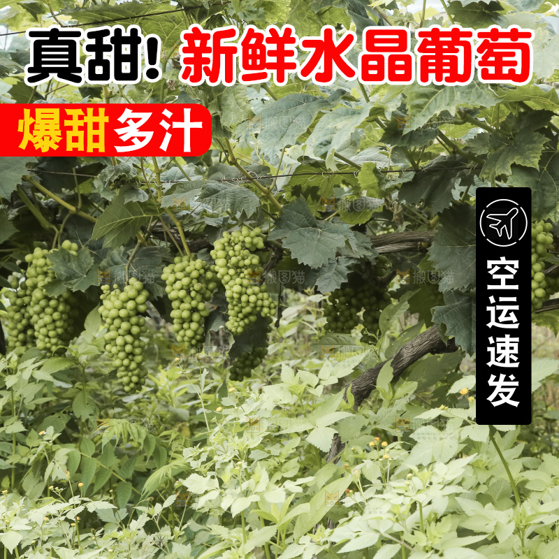 藤上的水晶葡萄