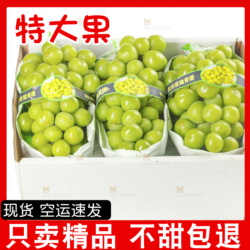 白底上盒子里的阳光玫瑰