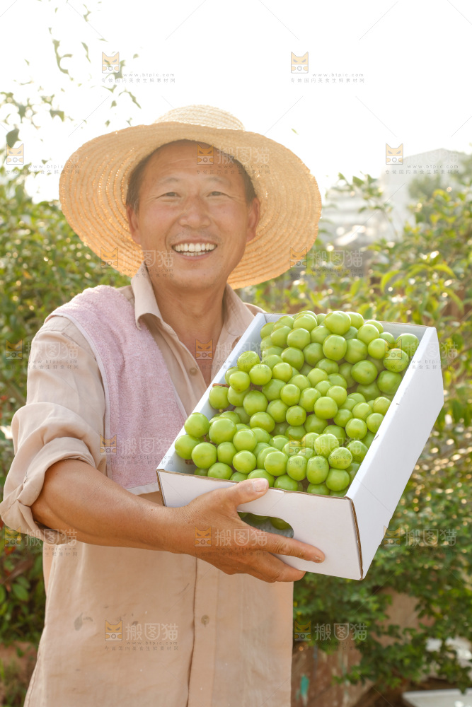 阳光玫瑰