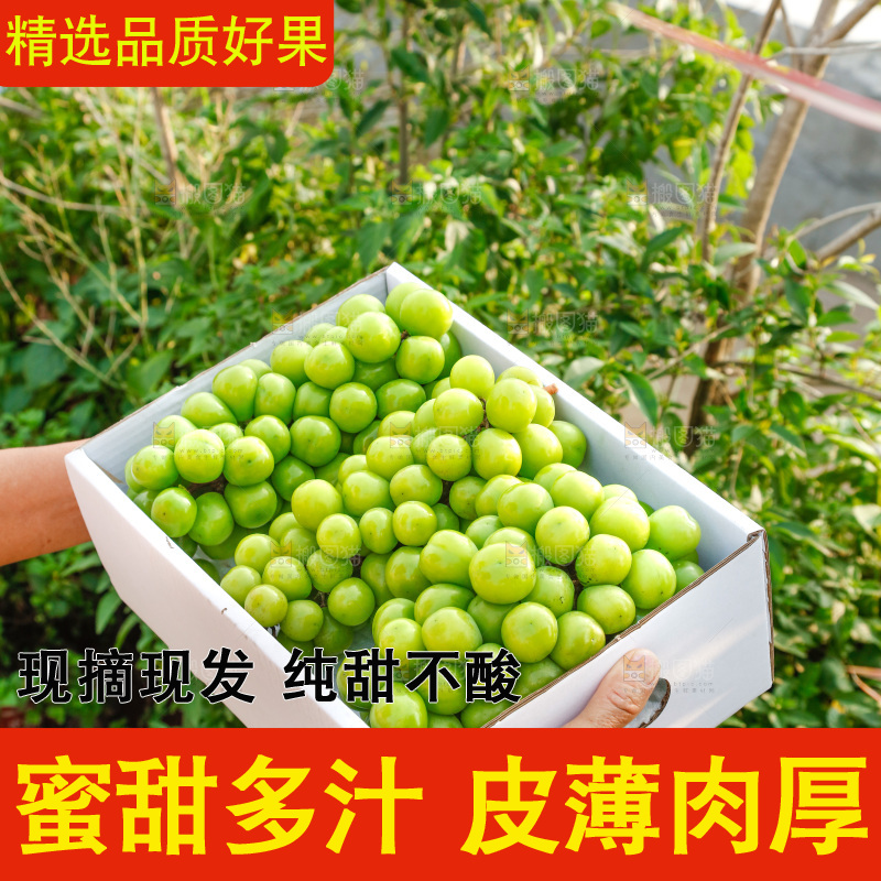 手里拿着一箱阳光玫瑰
