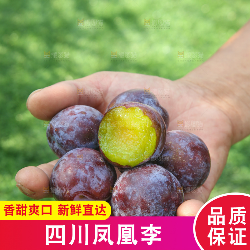 手里拿着五月脆李