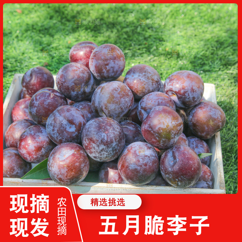 草地上放着五月脆李