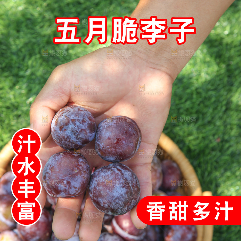 手里拿着五月脆李