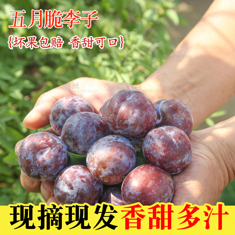 手里拿着五月脆李
