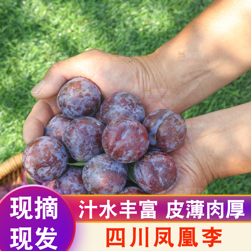 手里拿着五月脆李