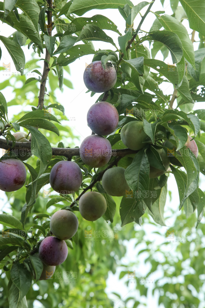 树上的五月脆李