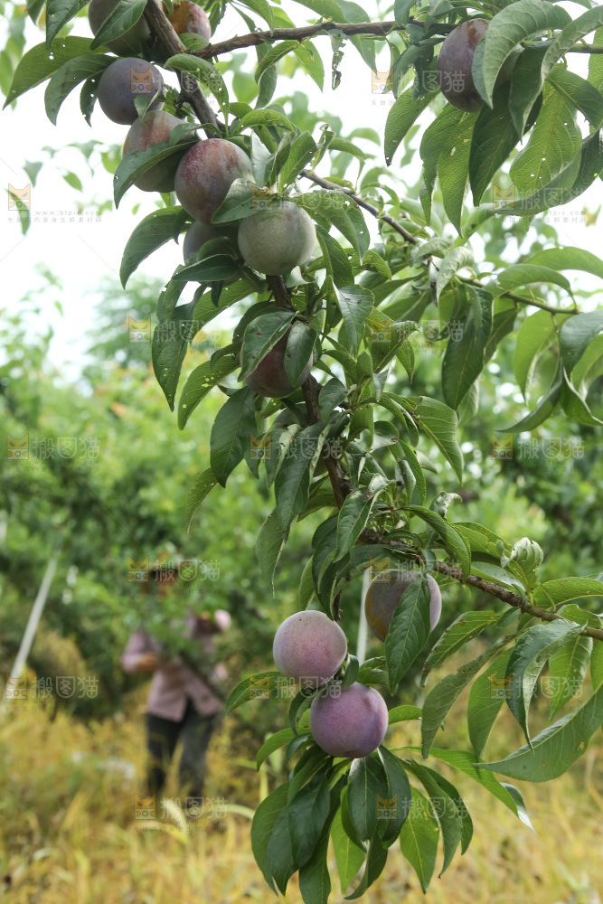 树上的五月脆李