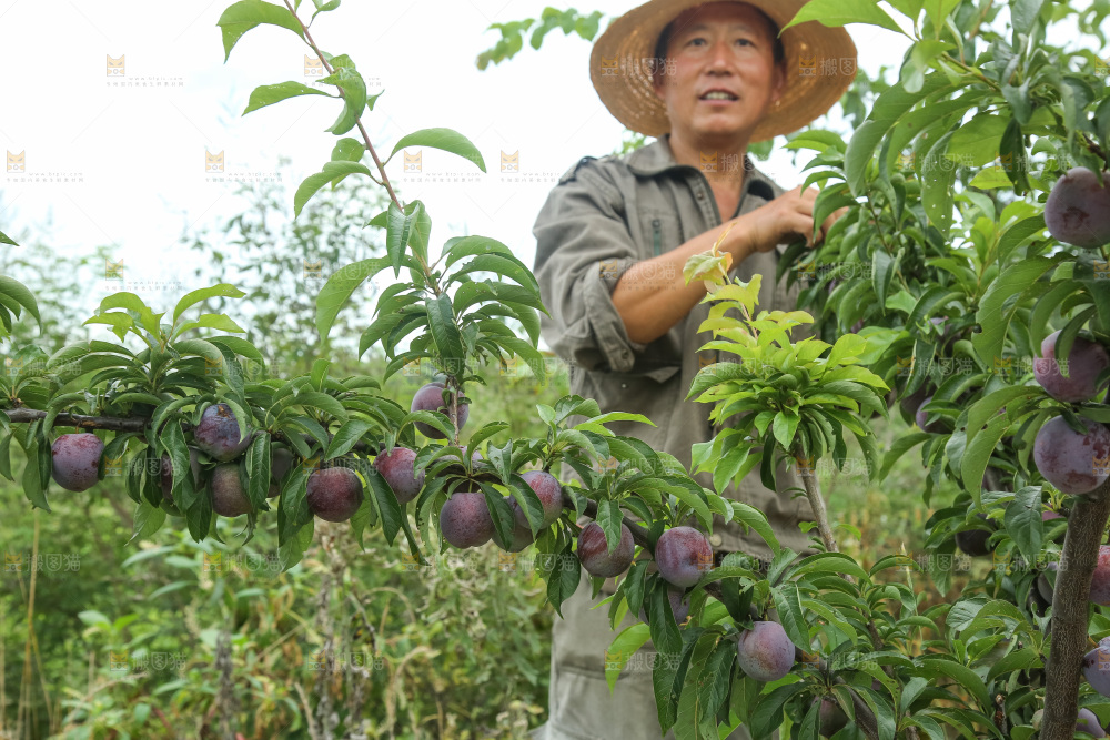 树上的五月脆李