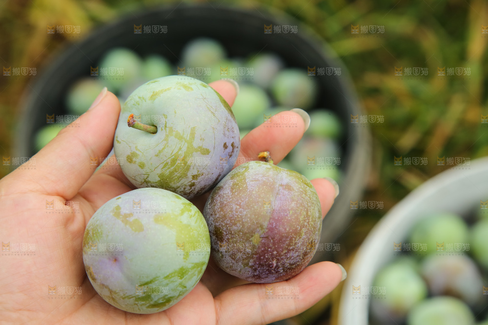 新鲜现摘的五月脆李