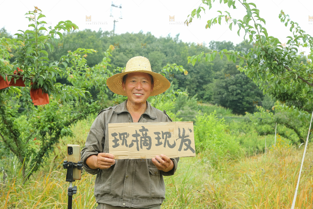 新鲜现摘的五月脆李