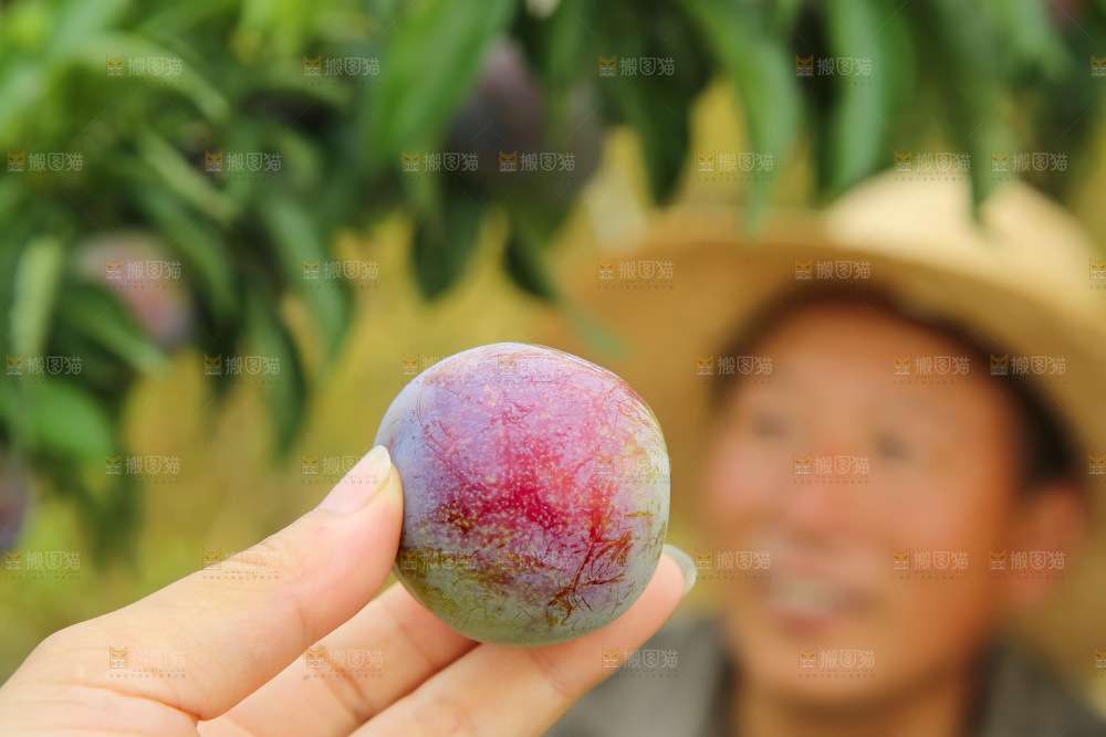 新鲜现摘的五月脆李