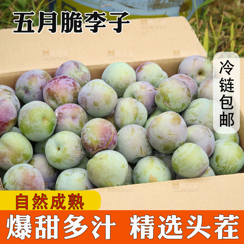 新鲜现摘的五月脆李