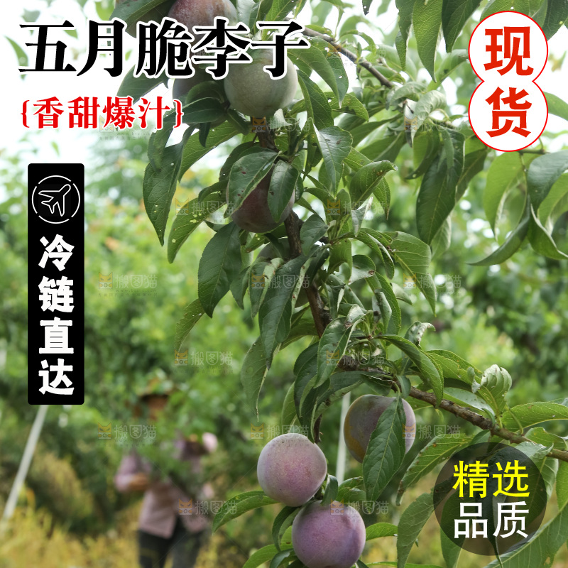 树上的五月脆李
