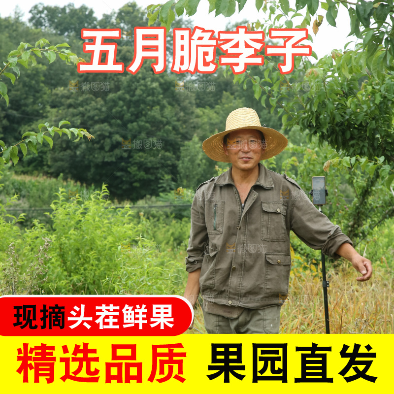 新鲜现摘的五月脆李
