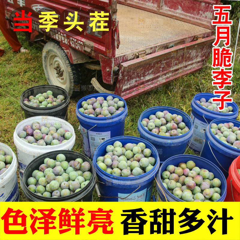 新鲜现摘的五月脆李
