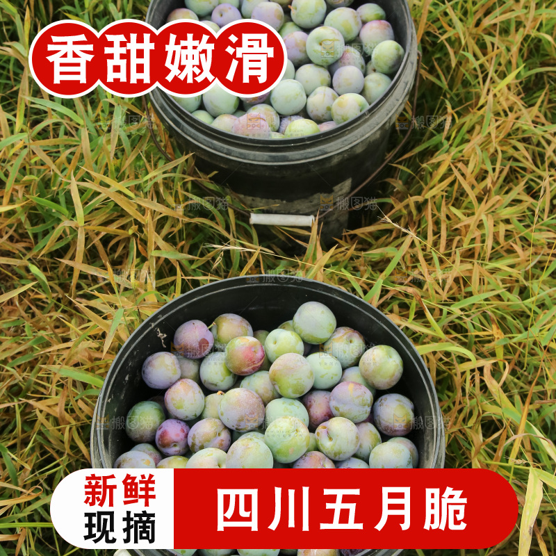 新鲜现摘的五月脆李
