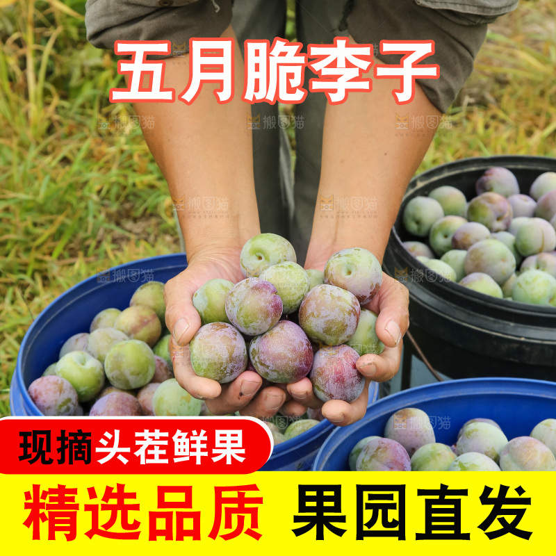 新鲜现摘的五月脆李