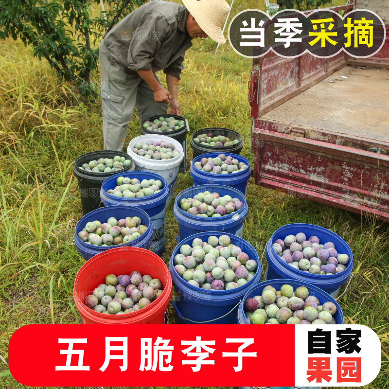 新鲜现摘的五月脆李