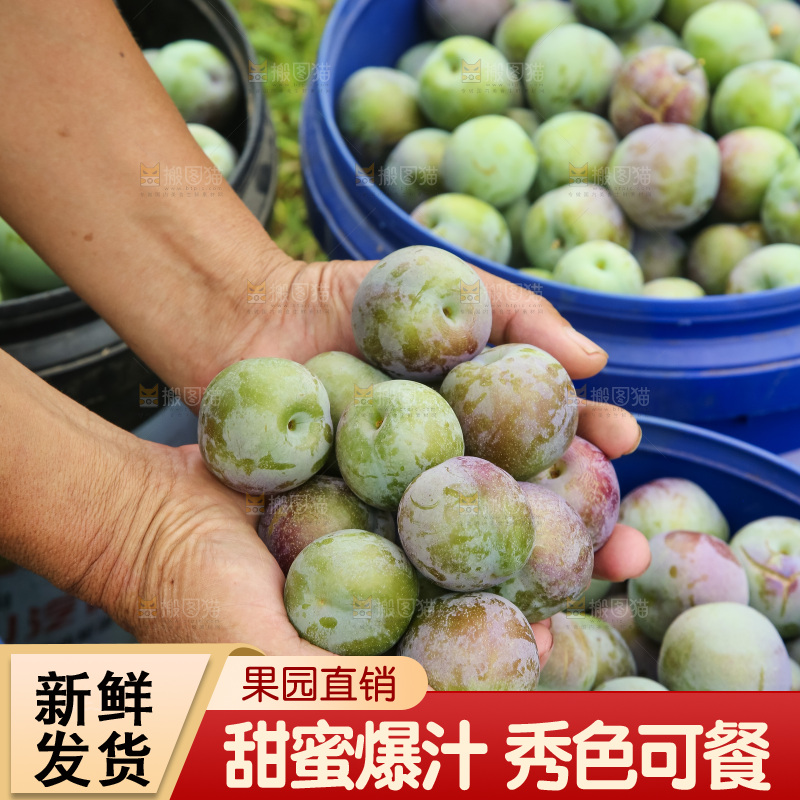 新鲜现摘的五月脆李