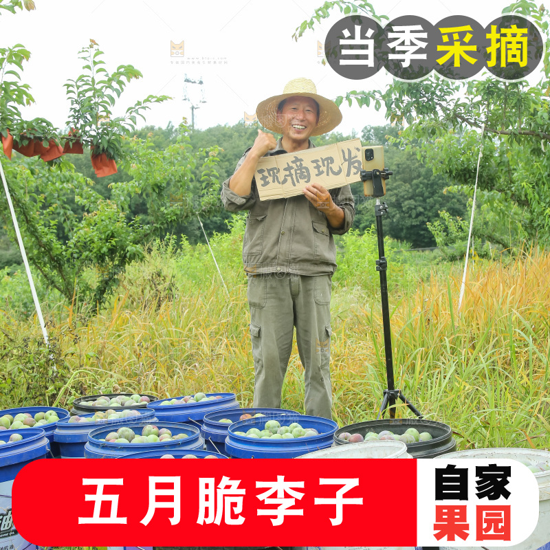 新鲜现摘的五月脆李