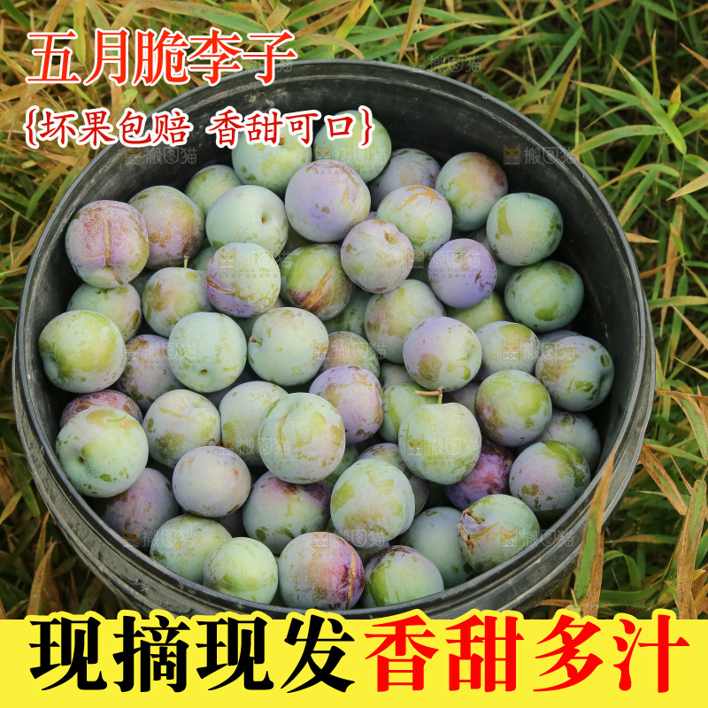 新鲜现摘的五月脆李