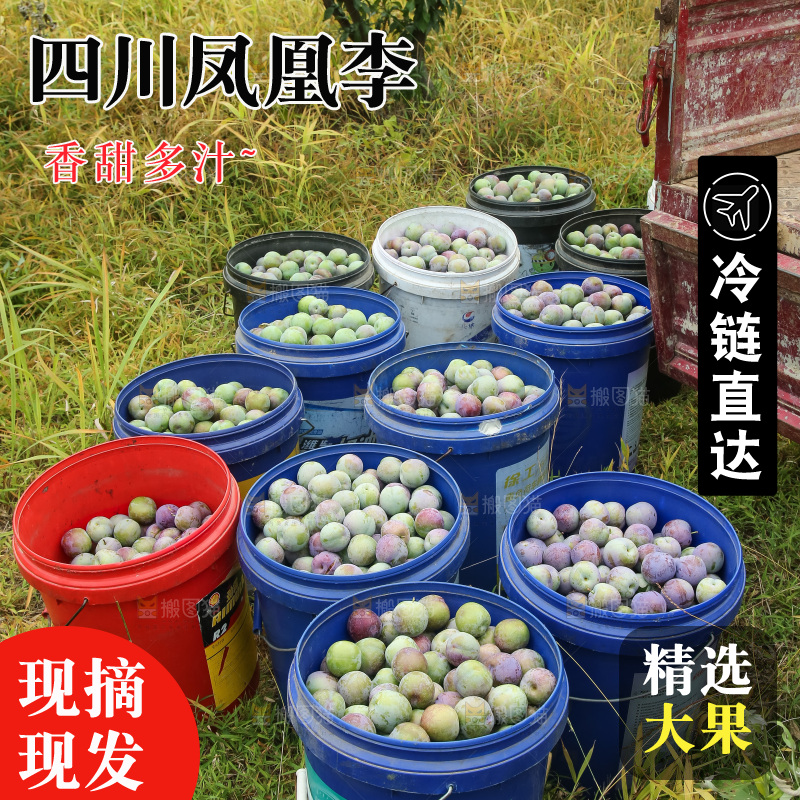 新鲜现摘的五月脆李