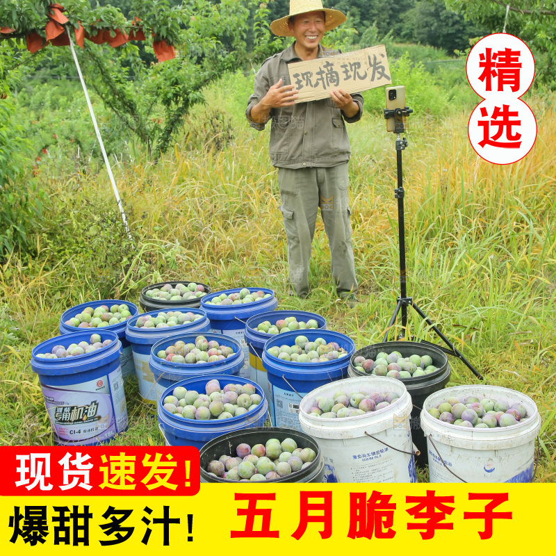 新鲜现摘的五月脆李