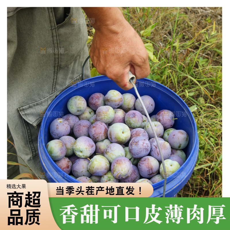新鲜现摘的五月脆李
