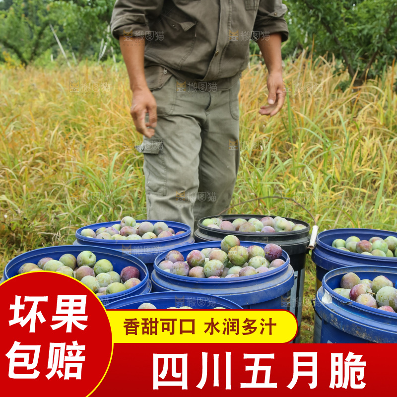 新鲜现摘的五月脆李