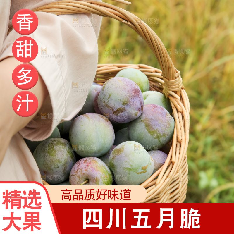 新鲜现摘的五月脆李