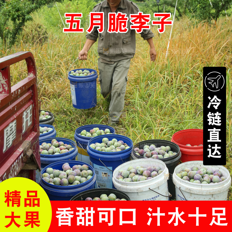 新鲜现摘的五月脆李