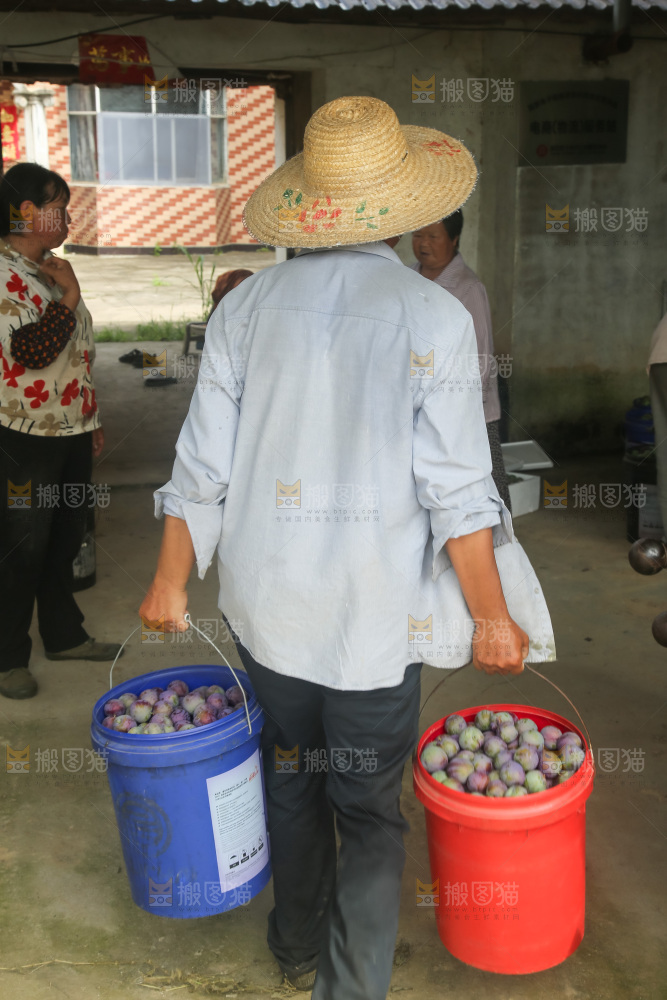 新鲜现摘的五月脆李