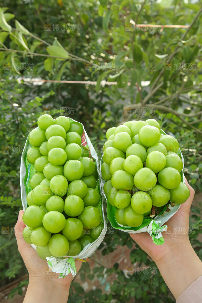 手里拿着阳光玫瑰