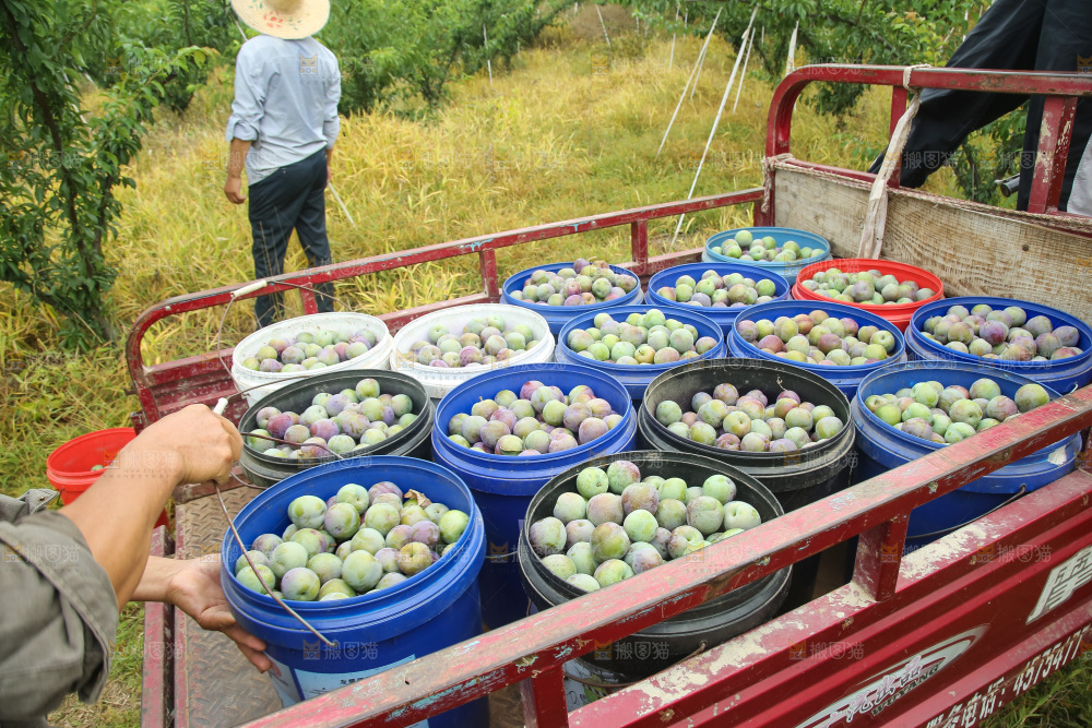 新鲜现摘的五月脆李