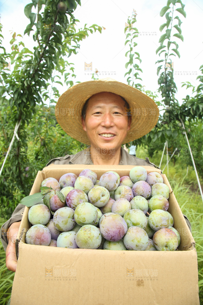 新鲜现摘的五月脆李